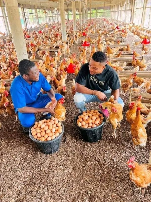 Slash Waste, Boost Your Bank Balance: Poultry Profits Made Simple