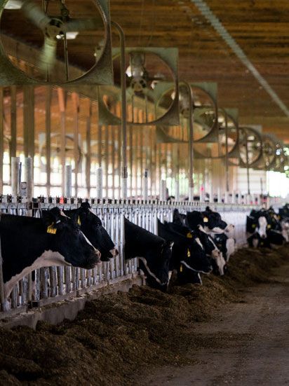 Dairy Cash Flow That Doesn’t Dry Up — Even in Hard Months