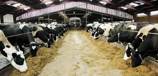 Using AI in Dairy Business