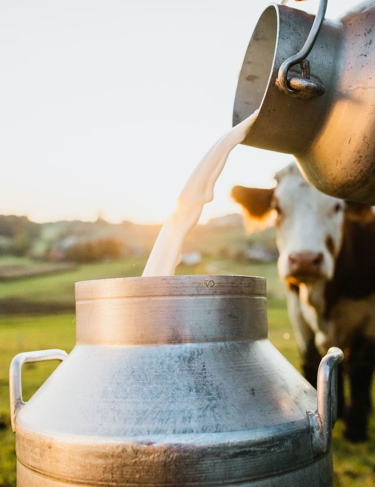 Fresh milk from our farm